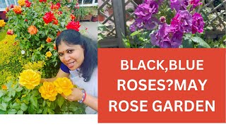 இன்னக்கி என்ன ரோஸ் பூத்திற்கு?ROSE GARDEN TOUR || #englandthamizhachi #ரோஜா #gardening #tamizhachi