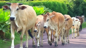 Suara sapi lembu berjalan di sore hari pulang menuju kandang melewati jembatan di sore hari