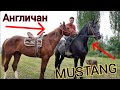 Аламан аты MUSTANG менен АНГЛО ДОНЧАК БЫШТЫ🐎АБАКАНСКИЙ КУНАН НООКАТА