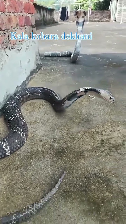 Kala cobra dekhni video