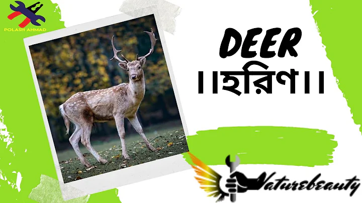 Deer ।। হরিণ ।। - DayDayNews