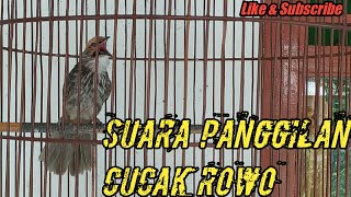 Pancingan suara cucak rowo memanggil lawan