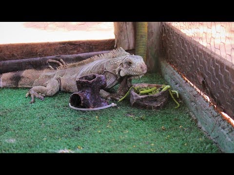 Vídeo: 11 coisas a considerar antes de adotar uma iguana verde de estimação