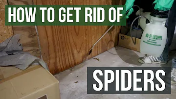 What home remedy gets rid of spiders?