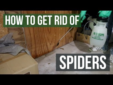 Video: Spider Will Help To Unload Luggage - Self-development
