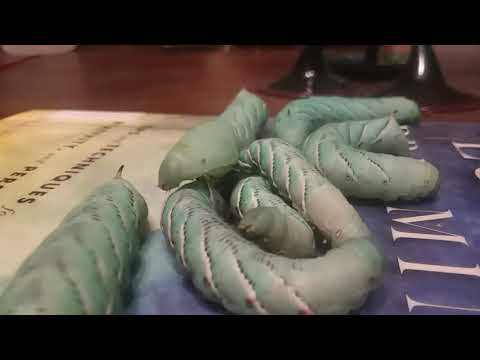 Video: Verandert een tomatenhoornworm in een mot?