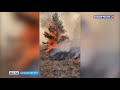 «Выдвигаемся, кто может!»: спасатели и добровольцы тушат загоревшуюся лесопосадку в Башкирии