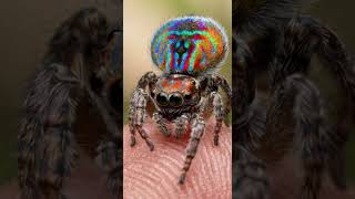 Tiny Rainbow Spider on My Finger 🕷️🌈 | Unreal Macro Close-Up