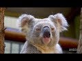 4K Daisy Hill Koala Centre Queensland AUSTRALIA Part 24 オーストラリア