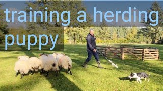 how a sheepdog pup starts out to become a working dog