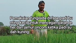 Pemakaian fungisida di fase padi bunting kecil