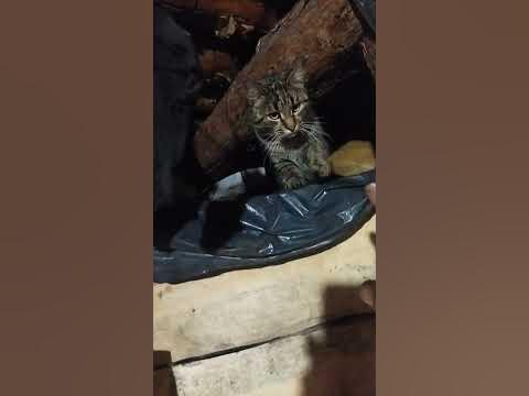 🐱 Коти приходять на тепло - YouTube
