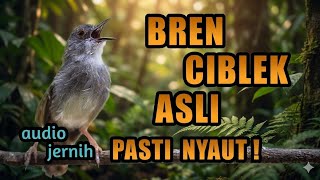 Download lagu PANCINGAN DAN MASTERAN CIBLEK GACOR FULL BREN COCOK UNTUK MASTERING MURAI BATU, KONIN, CUCAK IJO DLL