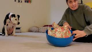 Enrichment Essentials: Wrapping Paper in a bowl - Happy Holidays! by J-R Companion Dog Training 125 views 4 months ago 2 minutes, 3 seconds