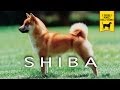 LO SHIBA trailer documentario (razza canina)