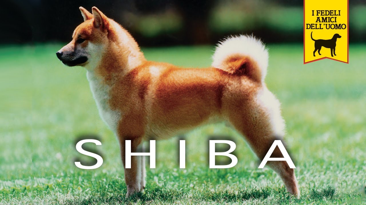 Lo Shiba Trailer Documentario Razza Canina Youtube