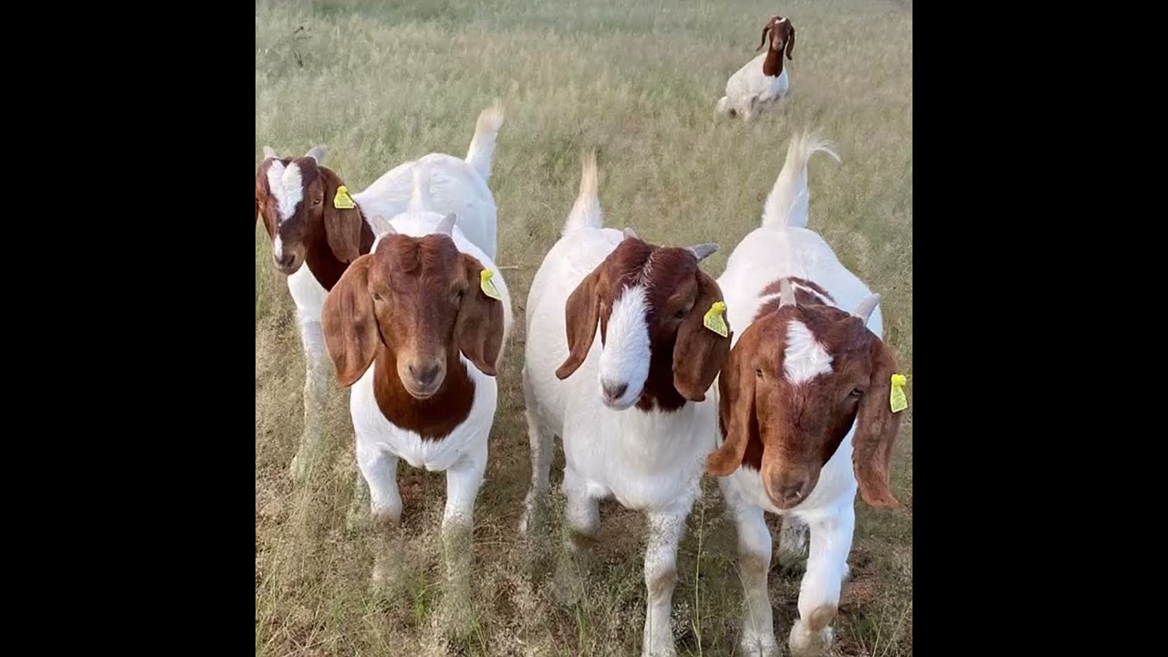 ጤናማ የቦር ፍየል ግልገሎችን ለማሳደግ የሚያግዙ 7 አስፈላጊ ወሳኝ ተግባሮች ምንድ ናቸው? ሰዎች የቦር ፍየሎችን ለምን ይመርጣሉ?