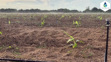 Chinh Phục 17Ha Chuối Với Béc BS5000 Pro Plus