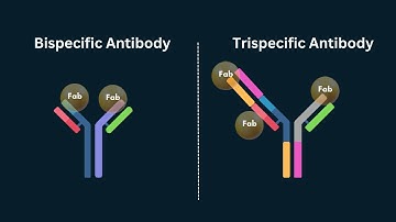 Exploring Bispecific and Trispecific Antibodies: Mechanisms, Therapeutics, and Production