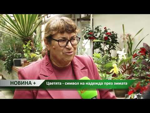 Видео: Зимни цветя: описание, снимка. Вътрешни цветя през зимата