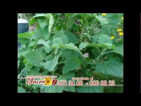FLOR DE JAMAICA - Diuretica | Doovi FLOR DE JAMAICA - Diuretica | Doovi