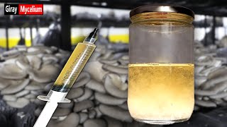 Oyster Mushroom Liquid Culture | Grow Mushroom At Home