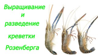 С чего начать , урок №1,надо определиться ! Выращивание креветки Розенберга