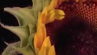 all everybody... happy new year 2018 song
