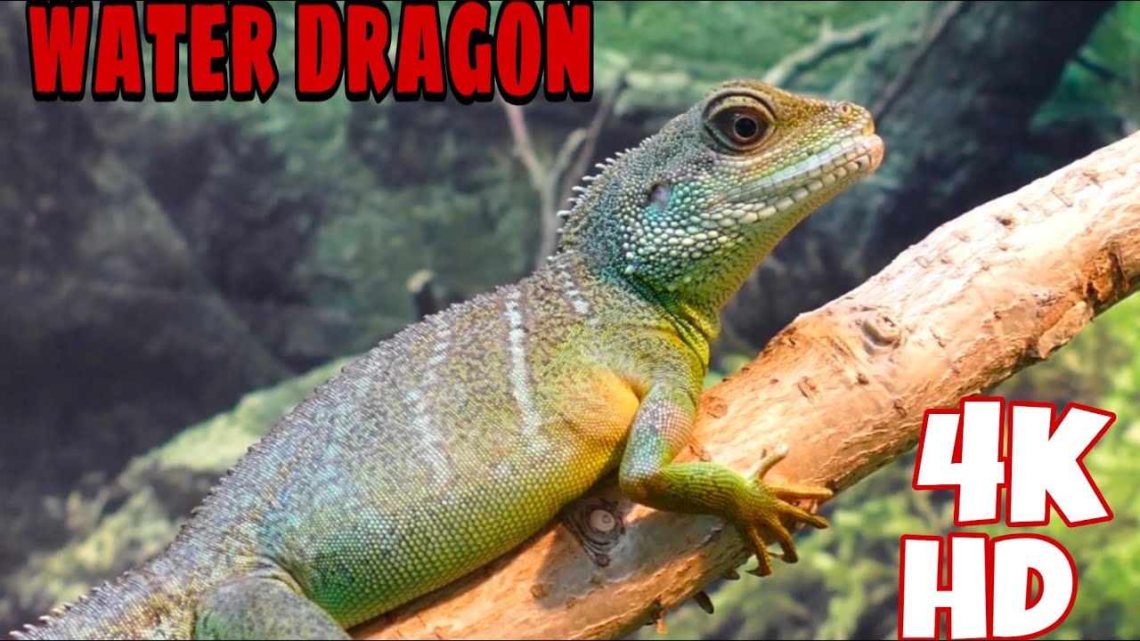 No Robotics water dragon ! Water dragon movie YouTube