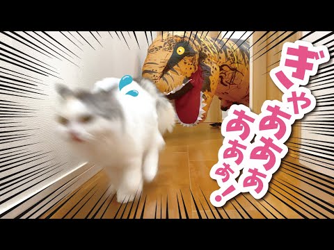 【恐怖！】突如あらわれた恐竜から全力で逃げる猫【おしゃべりする猫】