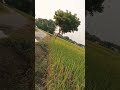 #shorts,#tourism,#naturebeauty,#safar,#sunnyday
