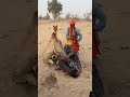 لغز الثعبان في جوف الناقة جوبي ينزع كائنا غريبا بمزماره وسط ذهول القبيلة