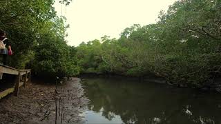 RELAKSASI HUTAN MANGROOVE