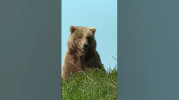 Us And That Bear Cub Living For The Drama NatGeoQueens 