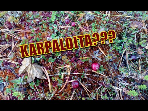 Video: Mikä On Terveellisempää: Karpaloita Tai Puolukoita?