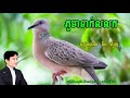 #ភូមាទាក់លលក-#ទឹងភីរម្យ-#PhumeaTeakLolork-/#TingPhyrum.