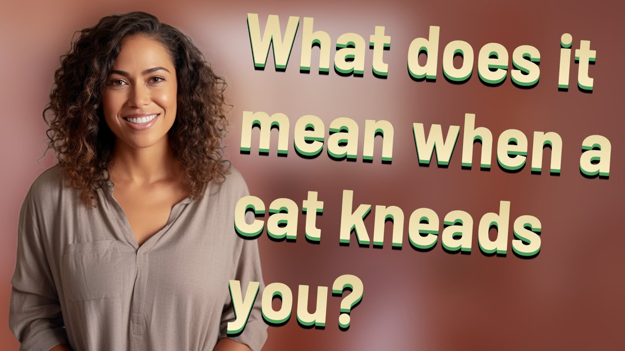 What does it mean when a cat kneads you?
