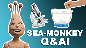 Answering your Sea-Monkey Questions! | Q&A 1
