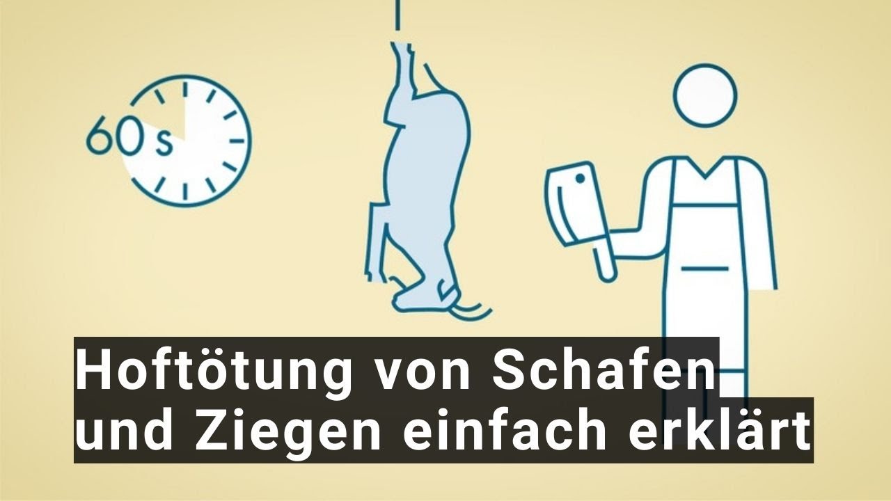 Hoftötung von Schafen und Ziegen - Ablauf einfach erklärt