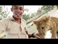 රටම දන්න ඩෝරා කෙල්ල/dora #dora #lion #srilanka