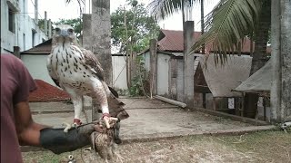 Eagle attack