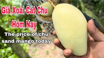 Giá Xoài Cát Chu Hôm Nay | VTK.CHANNEL