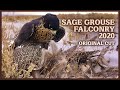 Sage Grouse Falconry | Original Cut