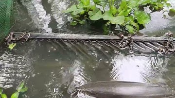 MÔ HINH NUÔI RẮN RI VÔI RI CÁ.ĂN CÁ TẠP ĐT.0327487112