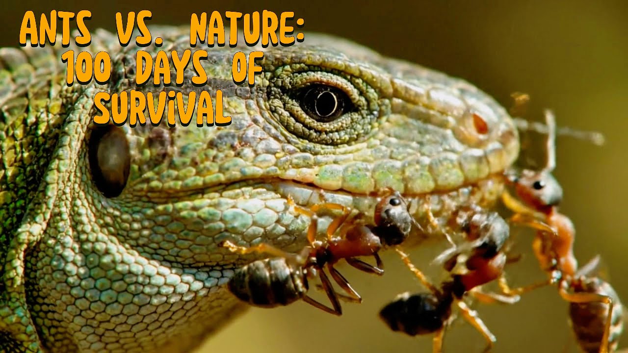 Ants vs  Nature 100 Days of Survival