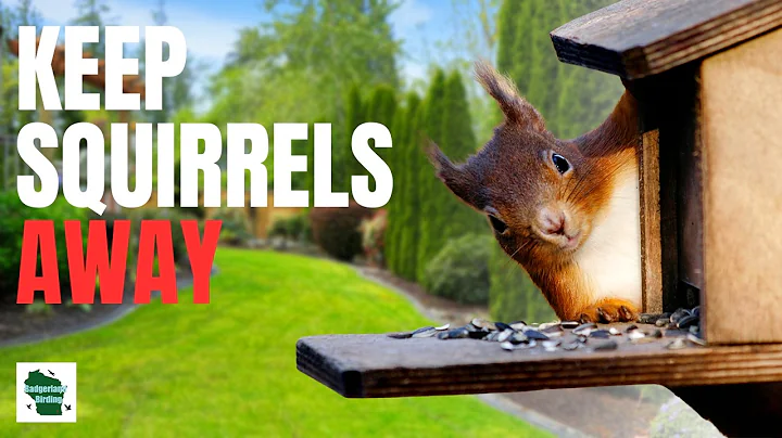 The #1 Way to Keep Squirrels Off of Your Bird Feeder