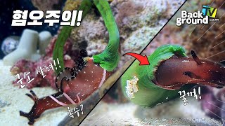 ribbon worm feeding