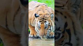 Huge wild Male Tiger Drinking water, watch 4K TrulyWild #trendingshorts #viralshorts #rare #canon