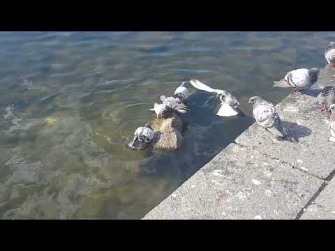 Pidgeons taking a bath on a small rock