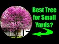 9 reasons why redbud rocks as a yard tree